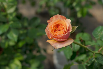 Fototapeta premium Bush of orange rose, summertime floral background
