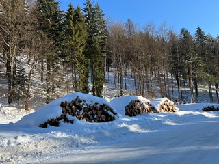 Wycinka lasu :/ © Maciej G. Szling