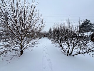 Śnieg zima zimno drzewa nagie  © Maciej G. Szling
