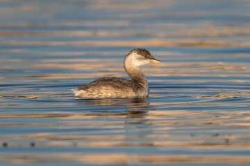 Little Grebe - Tachybaptus ruficollis swimming in calm lagoon waters at Khawr Ad Dahariz Reserve, Salalah, Oman. Small freshwater bird in natural wetland habitat, soft light and reflections.