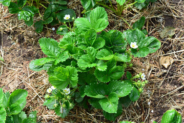 a close up of Flowering Strawberry Plant in a Garden Bed
