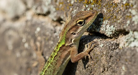 Fototapeta premium Brown and Green Lizard on Rocky Surface with Moss and Lichen