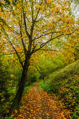 Obraz premium A scenic forest trail covered in yellow autumn leaves winding up a hill under the canopy of a tall golden maple tree.