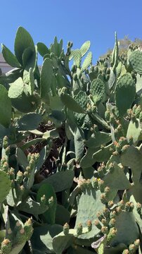 Vertical video of huge Opuntia cactus with green fruits and flowers, edible prickly pear in Mediterranean garden, tropical flora and glochids
