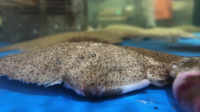 Close up shows live flatfish (flounder) resting on blue bottom of aquarium tank at seafood market, camouflaged speckled skin and eyes on top, fresh fish kept alive for sale.