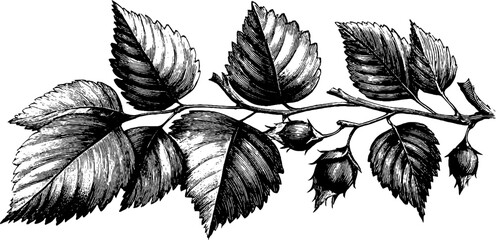 Vintage elm tree branch botanical study for retro design and decoration