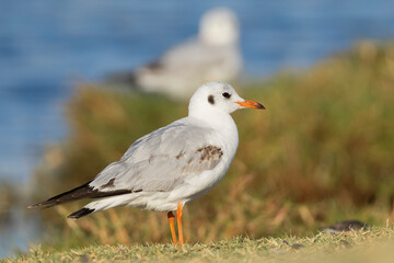 Obraz premium Juvenile Black-headed Gull - Chroicocephalus ridibundus stands in the grass at Khawr Ad Dahariz Reserve, Salalah, Oman, showing its dark ear spot and orange bill with a black tip.