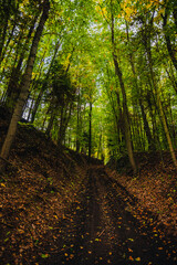 Wide shot of a shadowed forest road surrounded by steep earthen walls and towering trees with vibrant yellow and green autumn leaves creating a secluded and peaceful atmosphere.