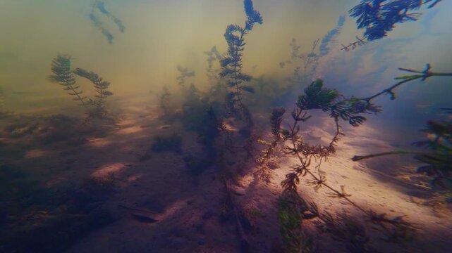 shallow freshwater lake, hornwort and spiny naiad aquatic plant, autumn season metamorphosis, dwarf fish shoal swim on sunny riverbed, still water surface reflection, Buher river biotope in Lityn