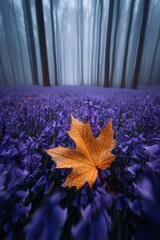 Maple leaf with dew drops in bluebell forest