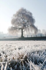 Frosty grass blades sparkling on a cold winter morning