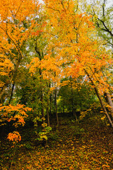 Fototapeta premium Panoramic view of a steep forest slope in October with a beautiful mix of green deciduous trees and bright orange autumn maples.