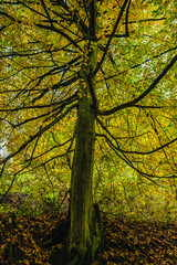 Fototapeta premium Low angle view of a massive old tree trunk covered in green moss with spreading branches and yellow autumn leaves reaching towards the sky in a deep mysterious temperate woodland.