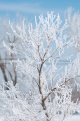 Winter branches covered in clear ice and frost