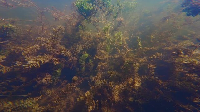 shallow freshwater lake, hornwort and spiny naiad oxygenate air, green algae cover aquatic plant, low visibility muddy water, still surface reflection, Buher river in Lityn, biotope aquascape concept