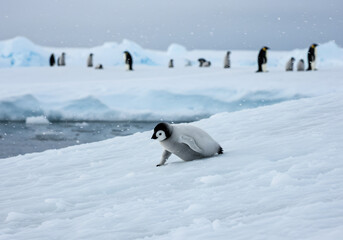 Baby penguin on ice