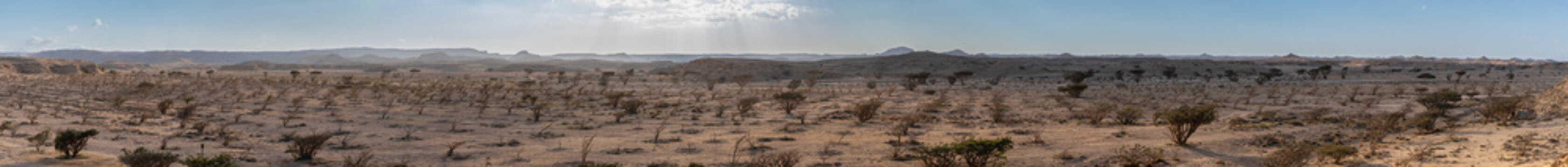 A vast panoramic view of the UNESCO-listed Wadi Dawkah, showcasing thousands of ancient Frankincense trees - Boswellia sacra in the arid desert landscape of Salalah, Oman.