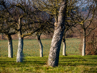 Obraz premium Weiß gekalkte Baumstämme von Obstbäumen im Winter