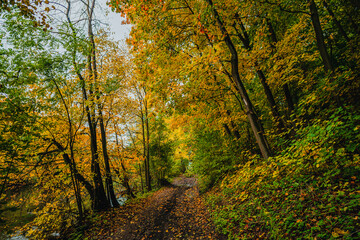 Fototapeta premium Wide shot of a dirt road leading through a colorful autumn forest with tall trees in shades of yellow and orange under a soft sky.