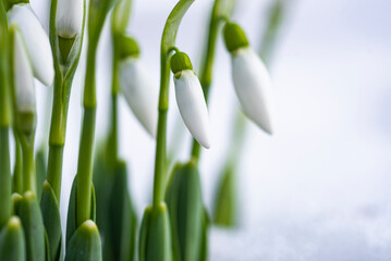 Fototapeta premium Close up photo of snowdrops in snow.