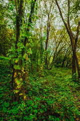 Obraz premium Deep forest thicket with slender tree trunks covered in climbing green ivy and wild hops during a quiet afternoon in the autumn woods.