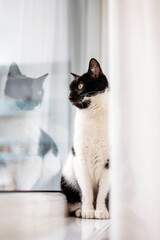 Cat looking out of window