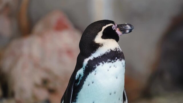 Close-up of a Humboldt penguin (Spheniscus humboldti) observed by the camera in a zoo setting.
