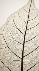 Obraz premium Delicate leaf vein structure revealing nature's intricate beauty