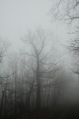 Obraz premium Tall bare tree silhouettes fading into thick fog in Fruska Gora National Park, Serbia. Minimal winter forest landscape with mystery, depth, and quiet atmosphere.