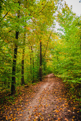 Obraz premium A scenic woodland road disappearing into the distance through a dense forest of yellow and green autumn trees with a ground covered in golden leaves during the peak of fall.