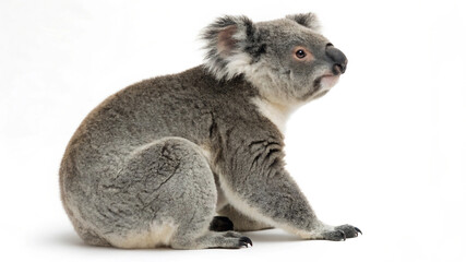 Fototapeta premium Cute Koala Sitting on White Background Studio Shot