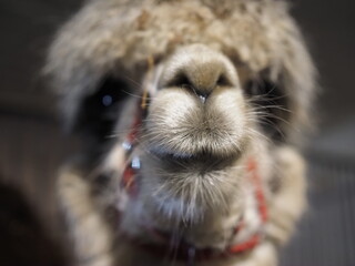 Chrapki alpaki  © EwaAF