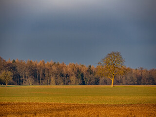 Kahler Baum im Winter