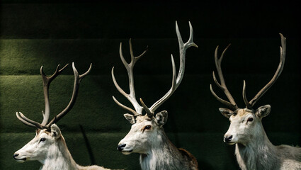 Fototapeta premium Three Majestic Deer Head Mounts with Impressive Antlers Displayed