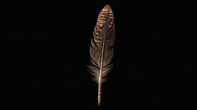 A single, patterned bird feather against a stark black background, showcasing intricate details