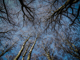 trees and sky
