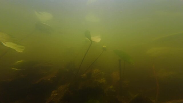 flooded freshwater stream, Nuphar lutea aquatic plant flower in shallow habitat, silt on leaf, green algae oxygenate, low visible nutrient rich muddy water, Riv river in Demydivka, underwater mystery