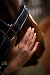 Obraz premium horse in hands