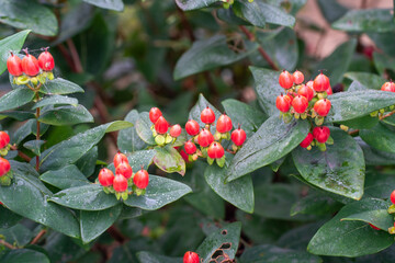 夏の赤いヒペリカム