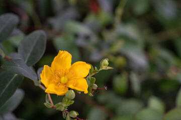 夏の緑に映える、黄色のキンシバイ