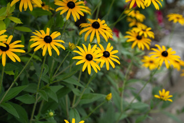 公園の花壇で咲く、夏のルドベキア