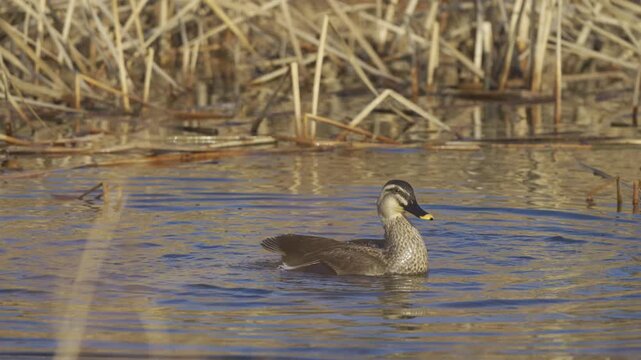 Eastern Spot-billed Duck Bathing and Flapping Wings in Slow Motion 4K HDR