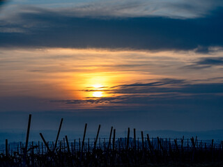 Sonnenuntergang im Weinberg