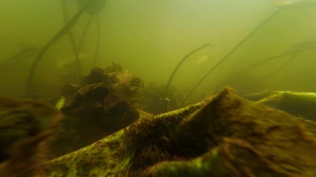 Nuphar lutea aquatic plant flower blossom, flooded shallow freshwater stream habitat, silt substrate riverbed, green algae oxygenate, nutrient rich muddy water, low visibility Riv river in Demydivka