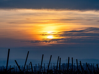 Sonnenuntergang im Weinberg
