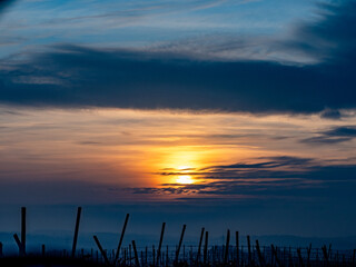 Sonnenuntergang im Weinberg