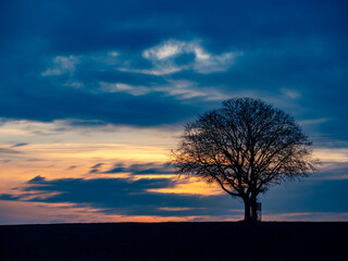 Baum mit Hochsitz bei Sonnenuntergang