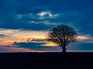 Baum mit Hochsitz bei Sonnenuntergang