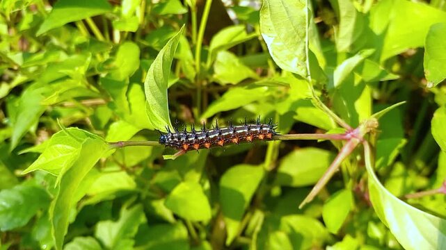 Colorful Caterpillar Crawling on Green Leaves in Natural Habitat, 4K Macro Wildlife