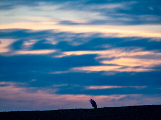 Fischreiher auf einem Feld nach Sonnenuntergang